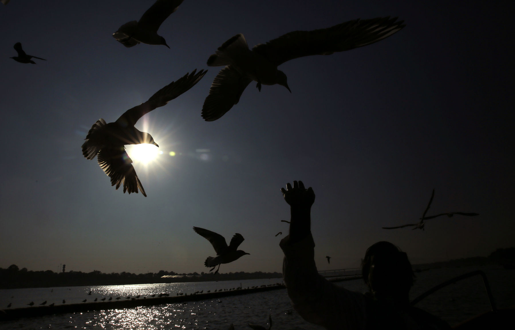 APTOPIX India Migratory Birds